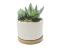 FW1554/MINI SUCCULENTS IN WHITE PLANTER