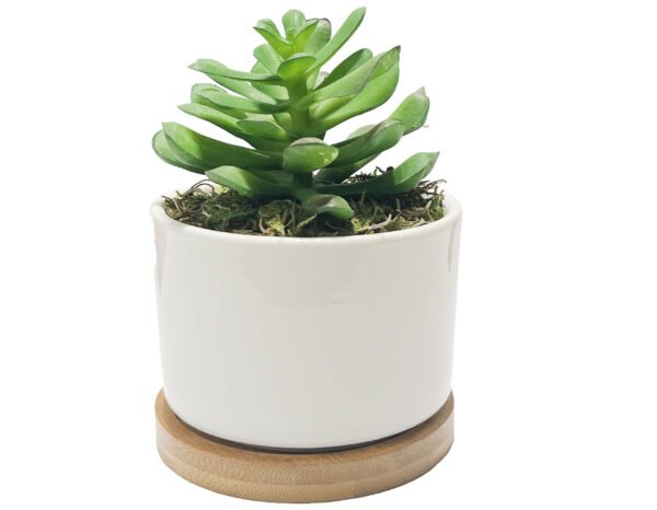 FW1554/MINI SUCCULENTS IN WHITE PLANTER - Image 6