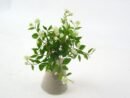 FW1231/diamond rose bush