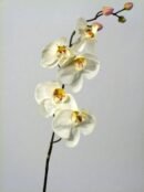 FW1103/PHALENOPSIS H80cm